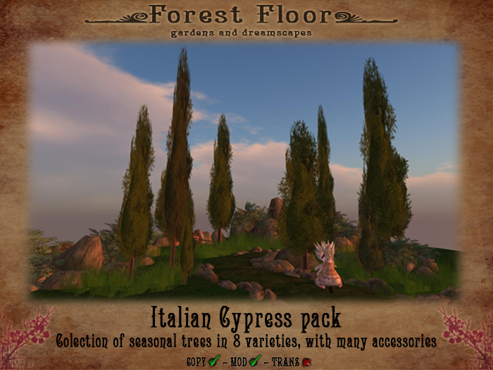 ~*Forest Floor*~ Italian Cypress