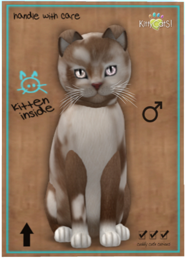 KittyCatS Box - British Shorthair - Chocolate & White