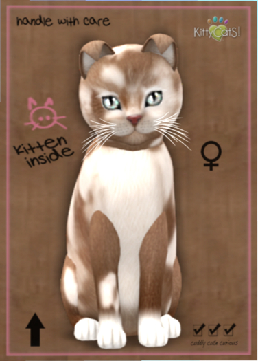 KittyCatS Box - British Shorthair - Chocolate & White