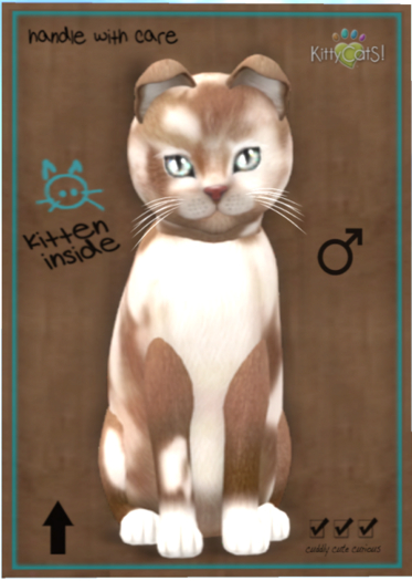 KittyCatS Box - British Shorthair - Chocolate & White