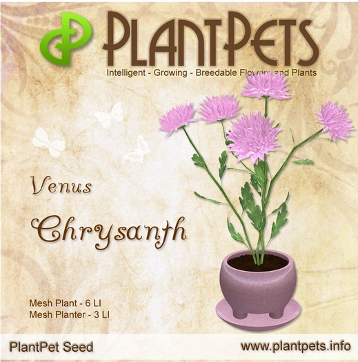PlantPet Seed [Chrysanth *Venus*]