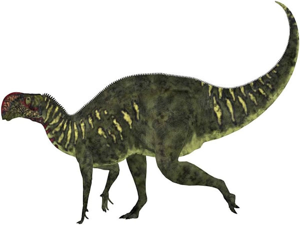 Altirhinus