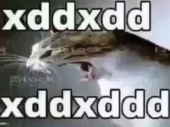 Gato riendose