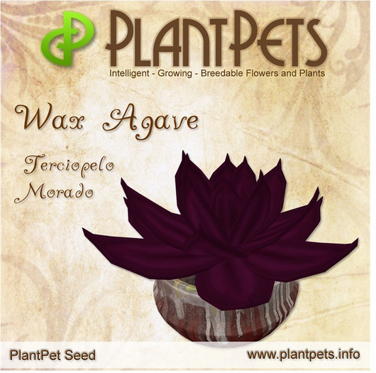 PlantPet Seed [Wax Agave *Terciopelo Morado*]