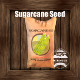 DFS Sugarcane Seed x10