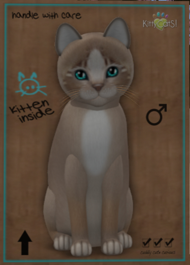 KittyCatS Box - Genesis - Mocha II  - female