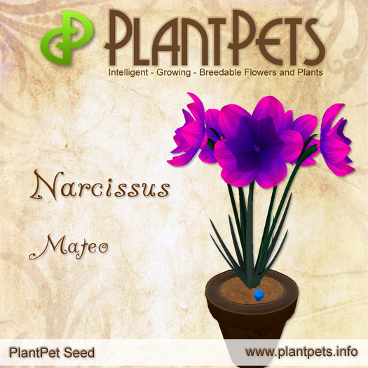 PlantPet Seed [Narcissus *Mateo*]
