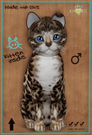 KittyCatS - Bengal - Tawny (Male)