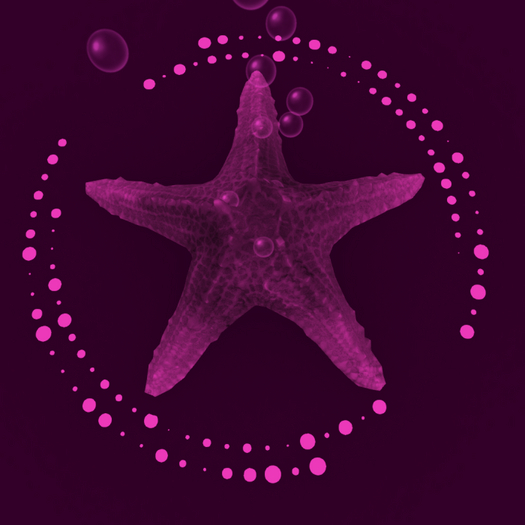Papillon Starfish Tier 1 Diminutive/Normal, Mellow Type-B
