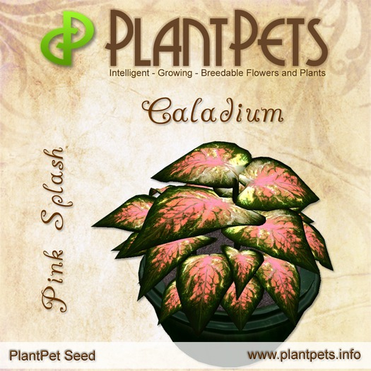 PlantPet Seed [Caladium *Pink Splash*]