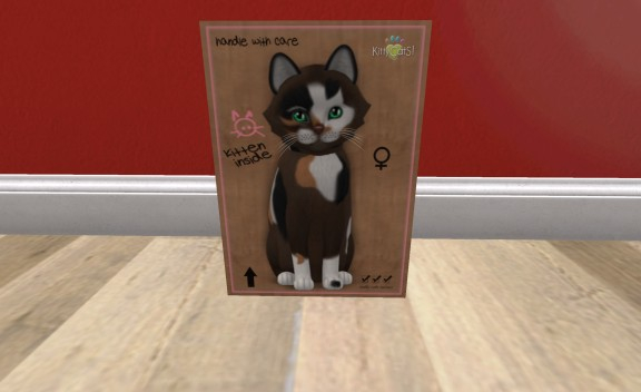 KittyCatS Box - New Born Kitten