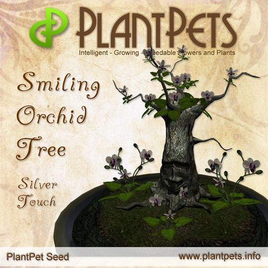 PlantPet Seed [Smiling Orchid Tree *Silver Touch*] RARE