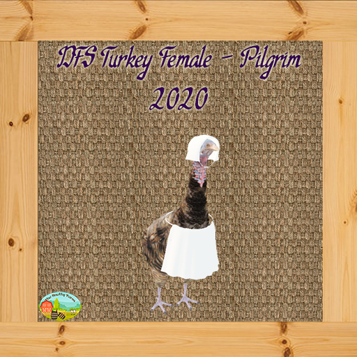 DFS Turkey Female - Pilgrim 2020