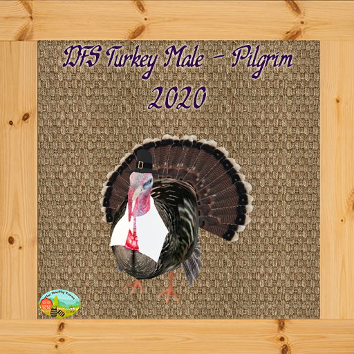 DFS Turkey Male - Pilgrim 2020