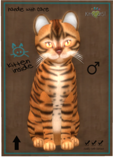 KittyCatS Box - Toyger - Caramel