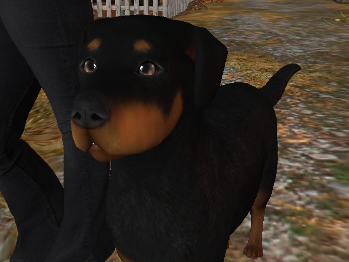 Sweet Pea Teegle Dog Applier