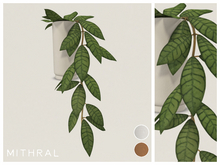 Mithral * Hoya Callistophylla Fat Pack