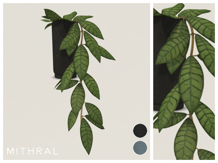 Mithral * Hoya Callistophylla (Pack C)