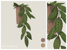 Mithral * Hoya Callistophylla (Pack B)