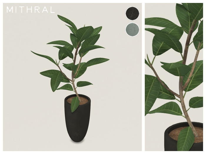 Mithral * Small Ficus Drupacea (Pack C)