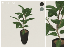 Mithral * Small Ficus Drupacea (Pack C)