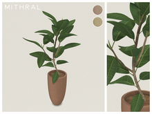 Mithral * Small Ficus Drupacea (Pack B)