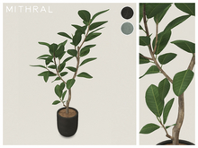 Mithral * Ficus Drupacea (Pack C)