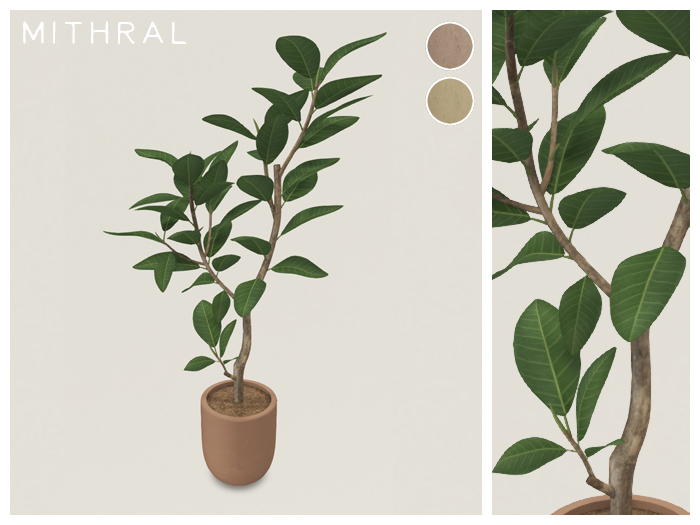 Mithral * Ficus Drupacea (Pack B)