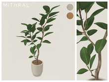 Mithral * Ficus Drupacea (Pack A)
