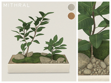 Mithral * Ficus Drupacea Planter Fat Pack