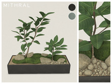 Mithral * Ficus Drupacea Planter (Pack C)