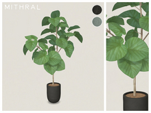 Mithral * Small Ficus Umbellata (Pack C)