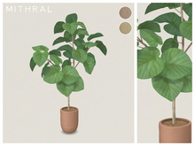 Mithral * Small Ficus Umbellata (Pack B)