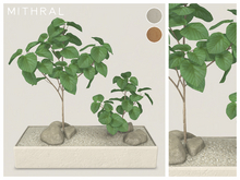 Mithral * Ficus Umbellata Planter Fat Pack
