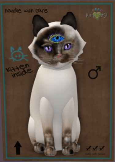 KittyCatS Box - New Born Kitten