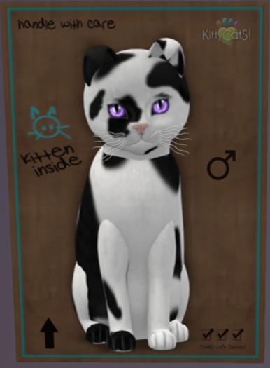 KittyCatS Box - New Born Kitten