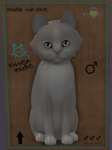 KittyCatS Box - New Born Kitten