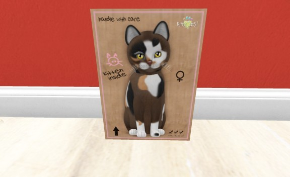 KittyCatS Box - New Born Kitten