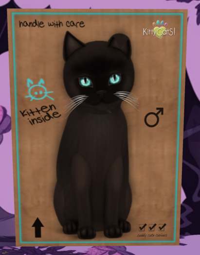 Meow Manor-Burmese - Sable