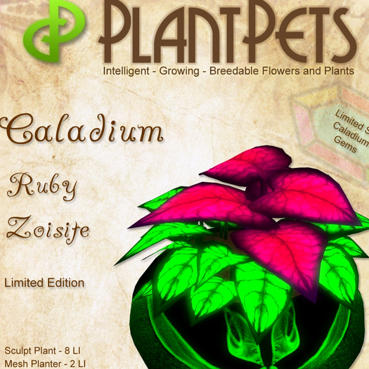 PlantPet Seed [Caladium *Ruby Zoisite*] limited