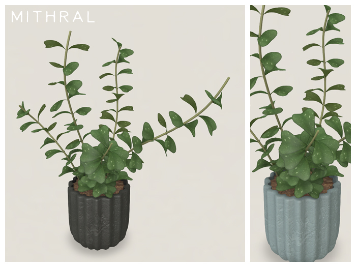 Mithral * Full Hoya Manipurensis (Pack C)