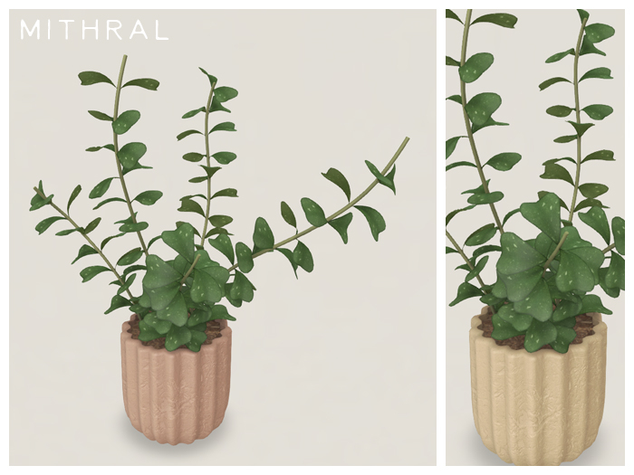 Mithral * Full Hoya Manipurensis (Pack B)