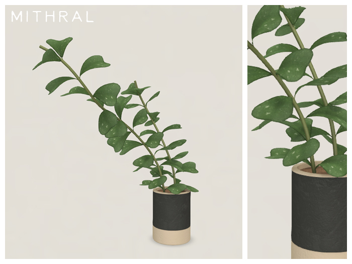 Mithral * Hoya Manipurensis (Pack C)