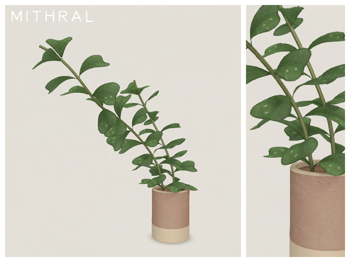 Mithral * Hoya Manipurensis (Pack B)