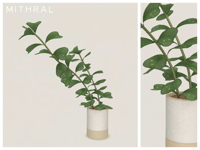 Mithral * Hoya Manipurensis (Pack A)