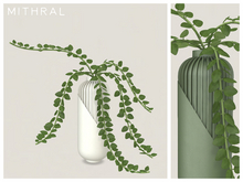 Mithral * Hoya Chinghungensis Vase Fat Pack