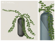 Mithral * Hoya Chinghungensis Vase (Pack C)