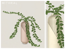 Mithral * Hoya Chinghungensis Vase (Pack B)