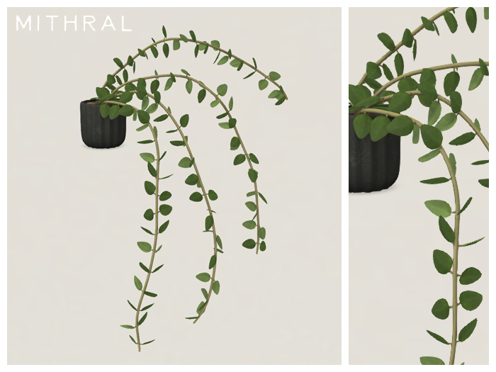 Mithral * Hoya Chinghungensis (Pack C)