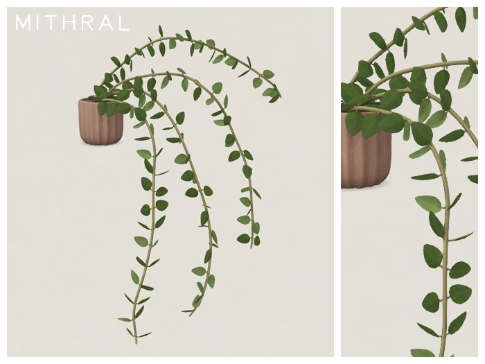 Mithral * Hoya Chinghungensis (Pack B)